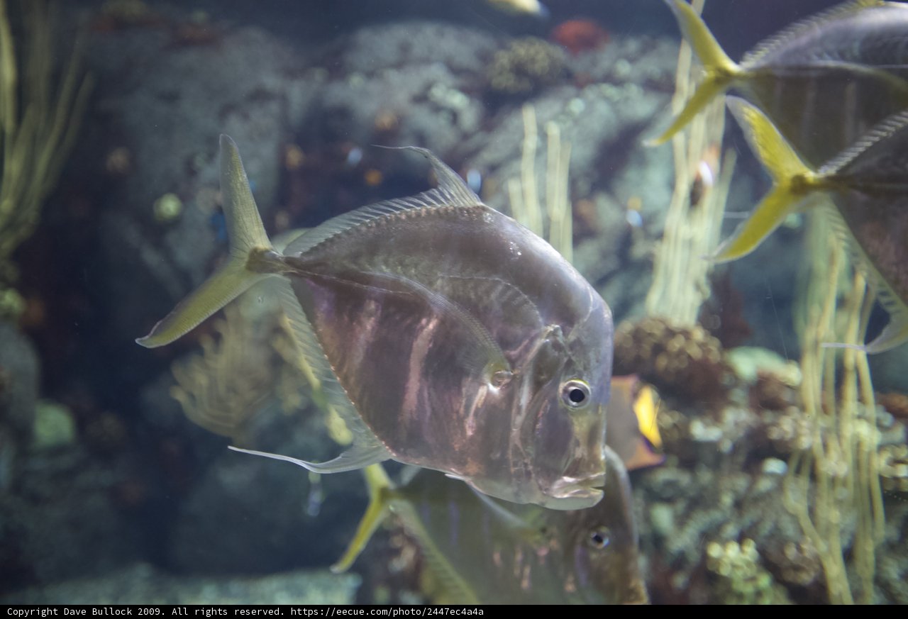 Coral Reef Harmony
