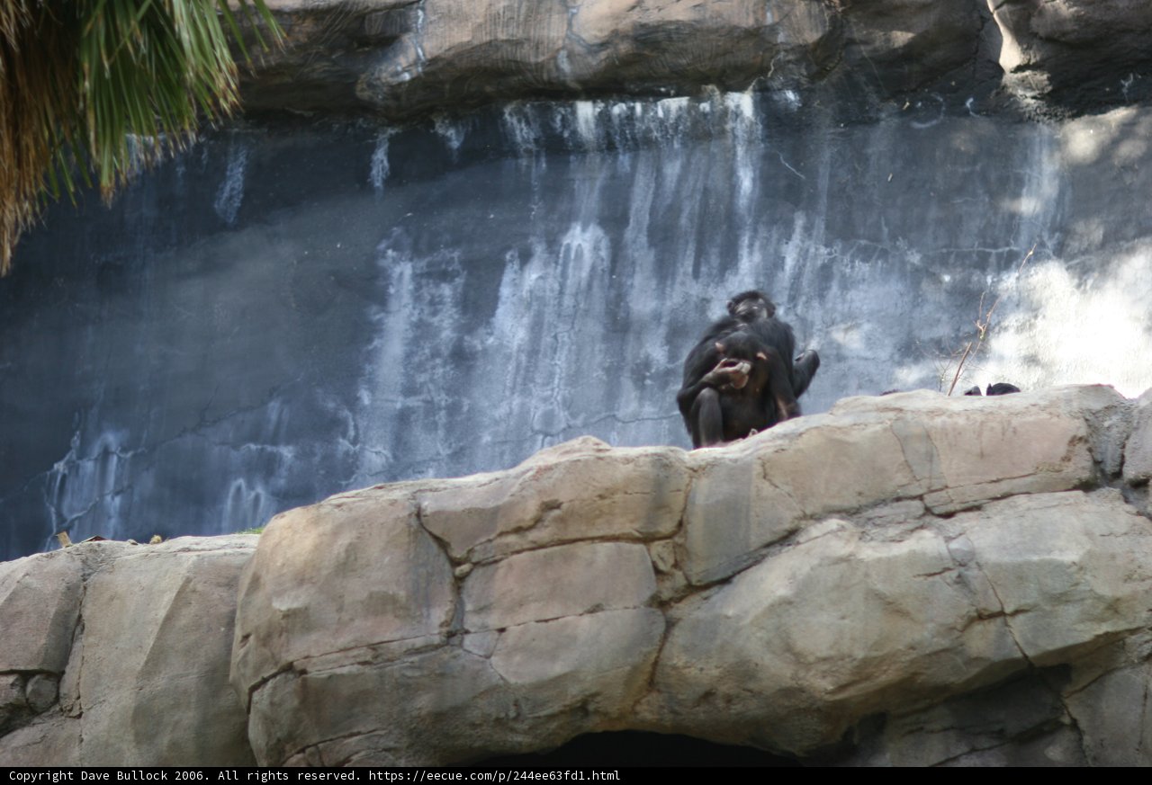 Majestic Ape at Waterfall