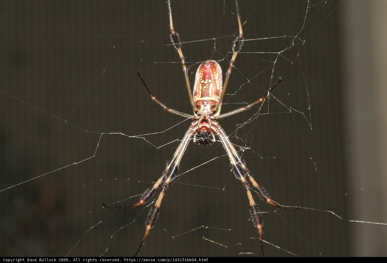 Garden Spider on Its Web