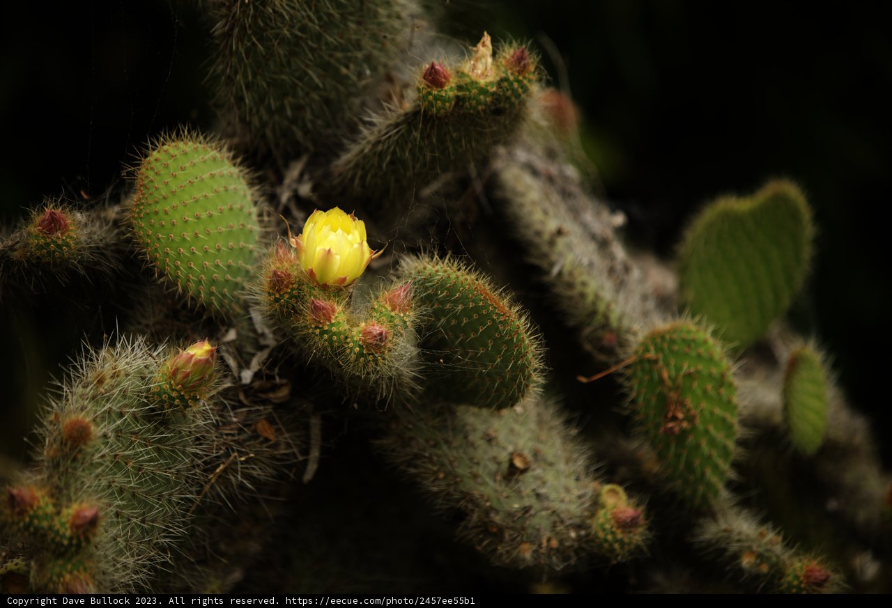Blooming Desert at SF Zoo