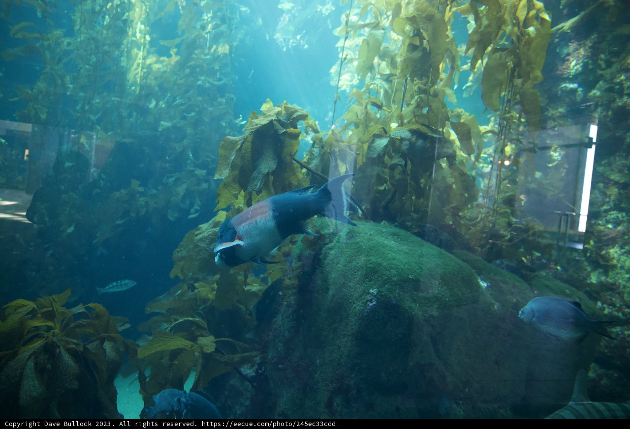 Serenity Beneath: Angelfish Soirée at Monterey Bay