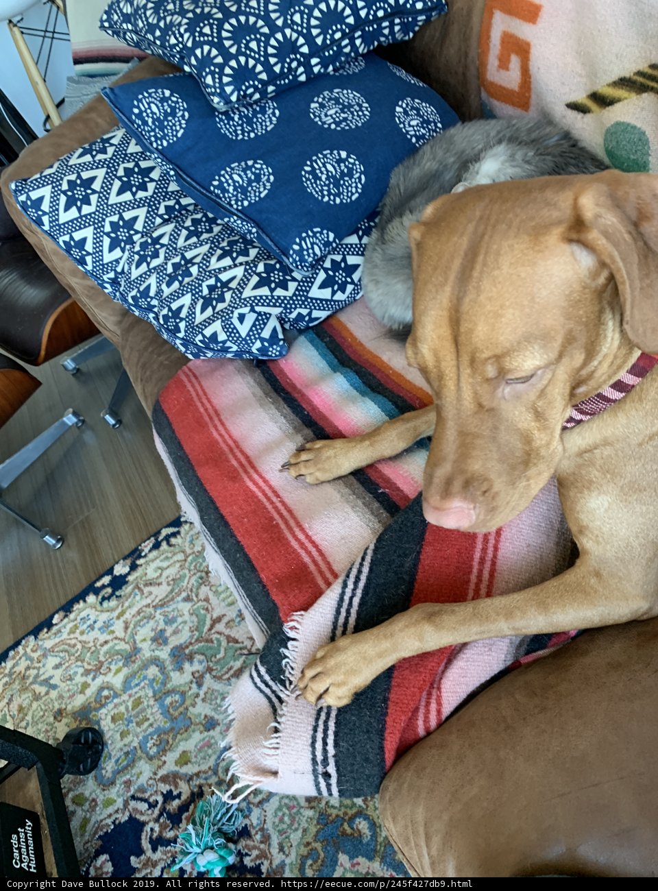 Cozy Companion