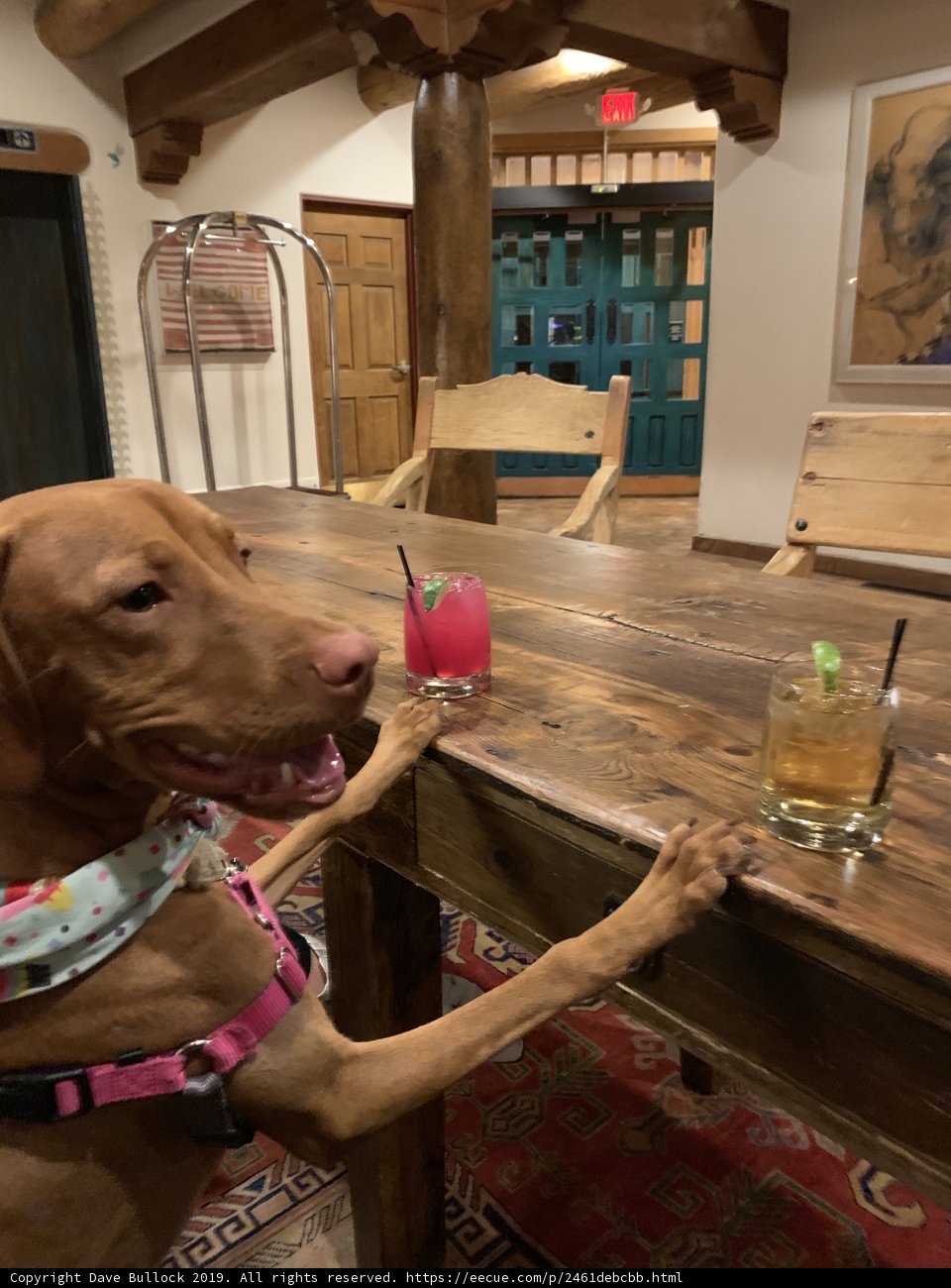 The Sophisticated Pooch