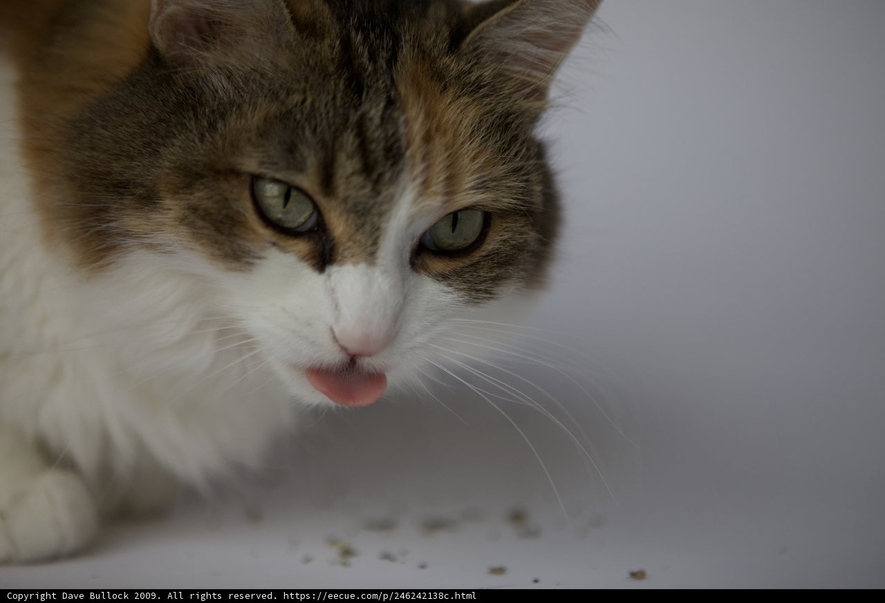 Cat Got Your Tongue?