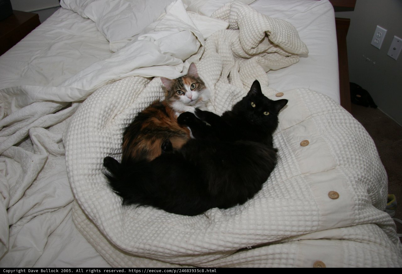 Cat Nap Time