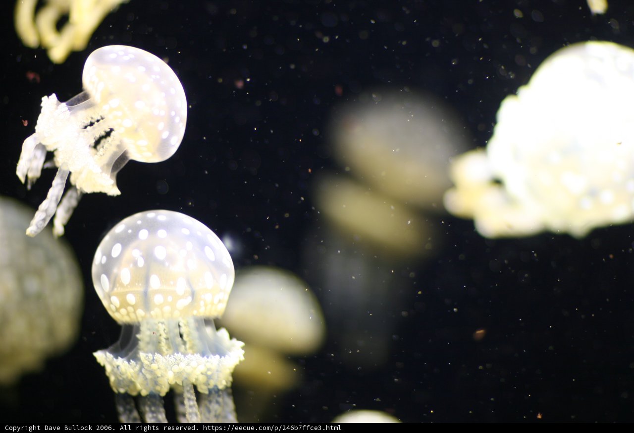 Mystical Jellyfish in their Aqua Kingdom