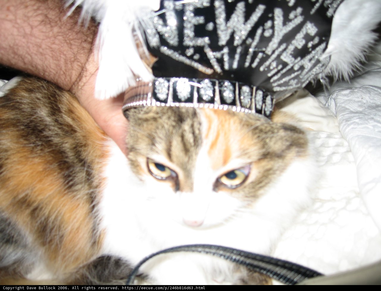 New Year, New Look for This Stylish Feline