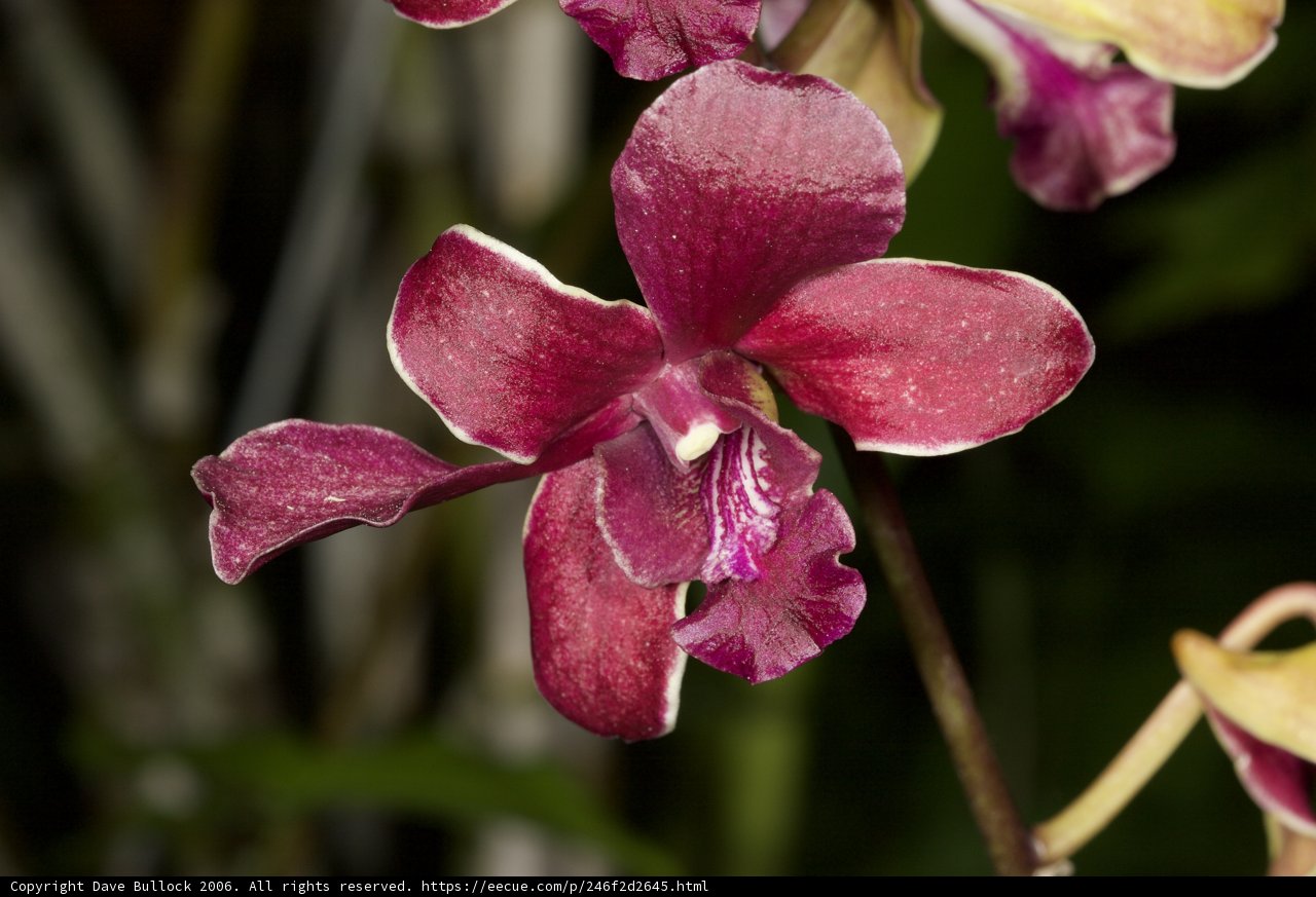 Majestic Purple Orchid