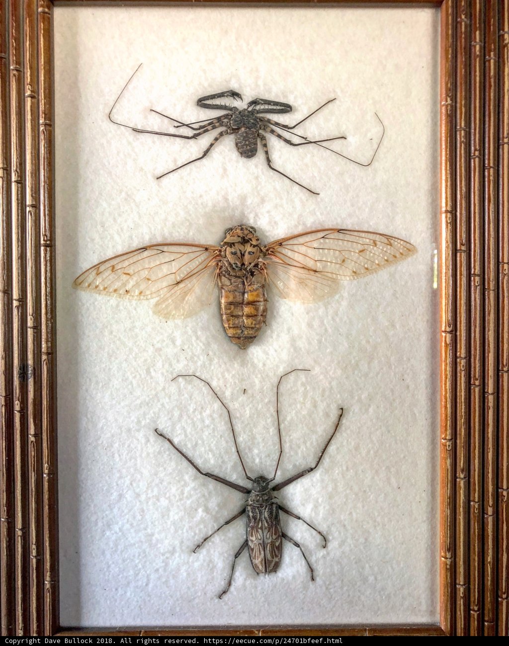 Arthropod Art