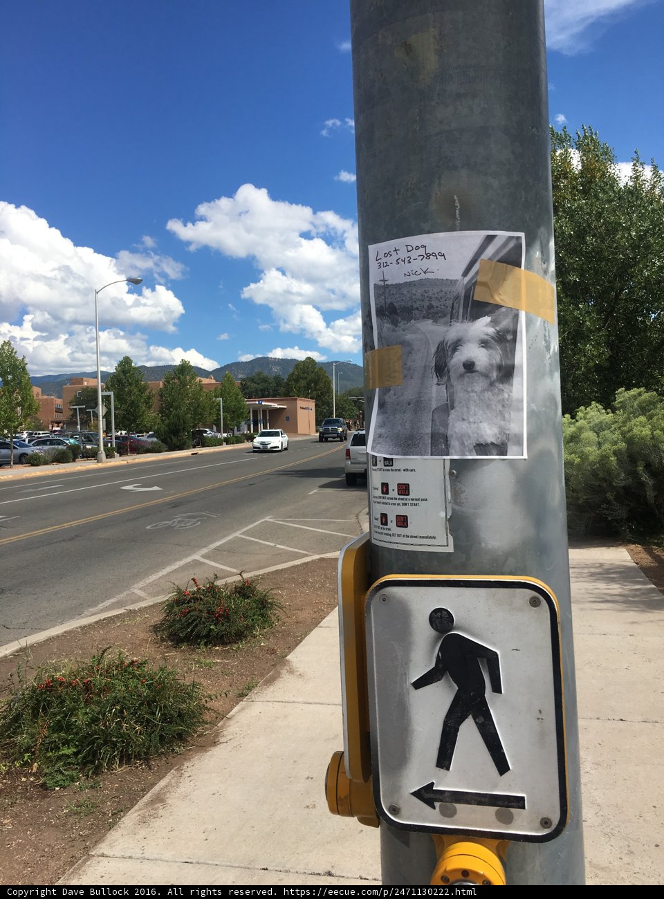 Canine Crossing