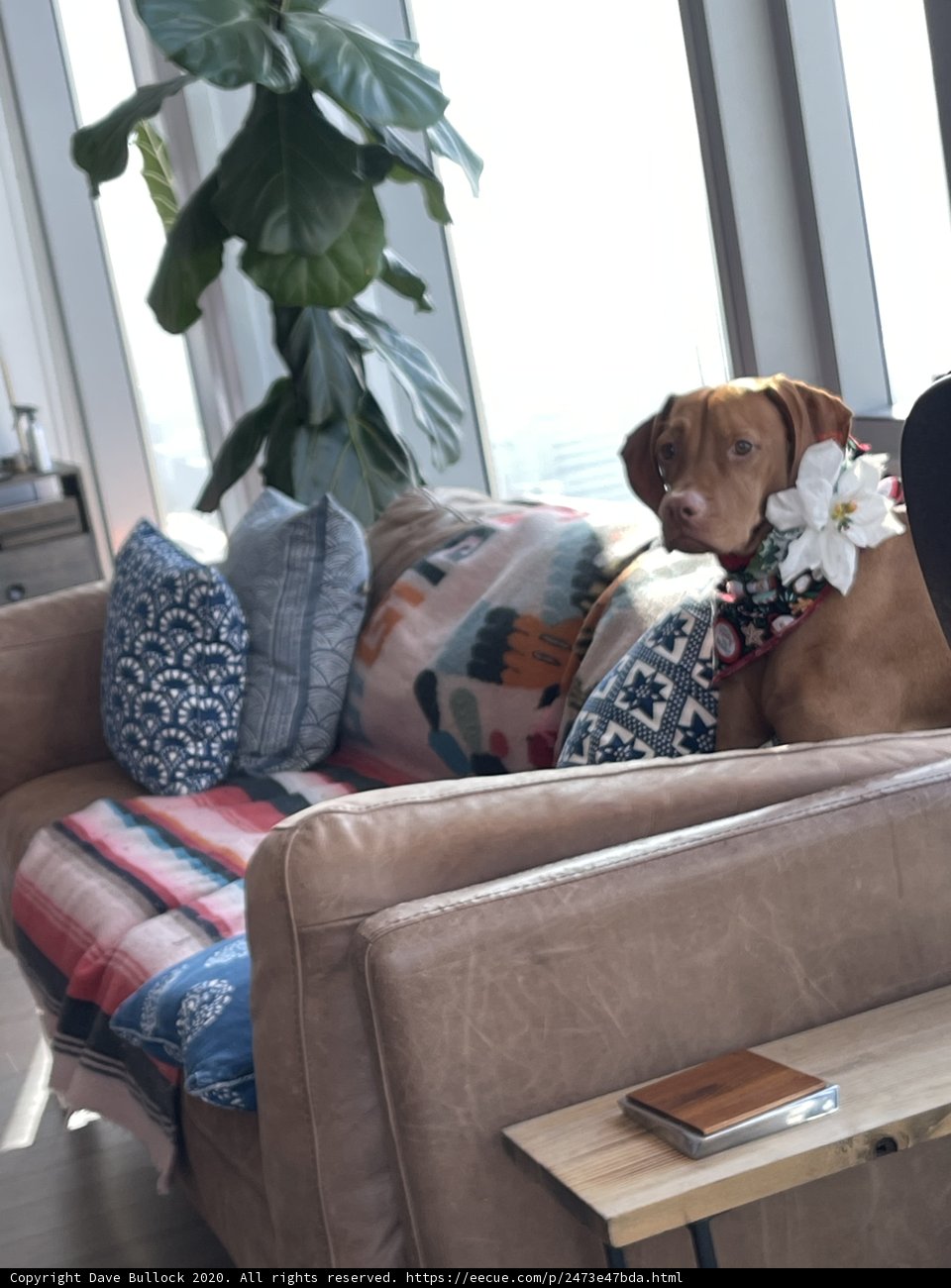 A Cozy Christmas Companion