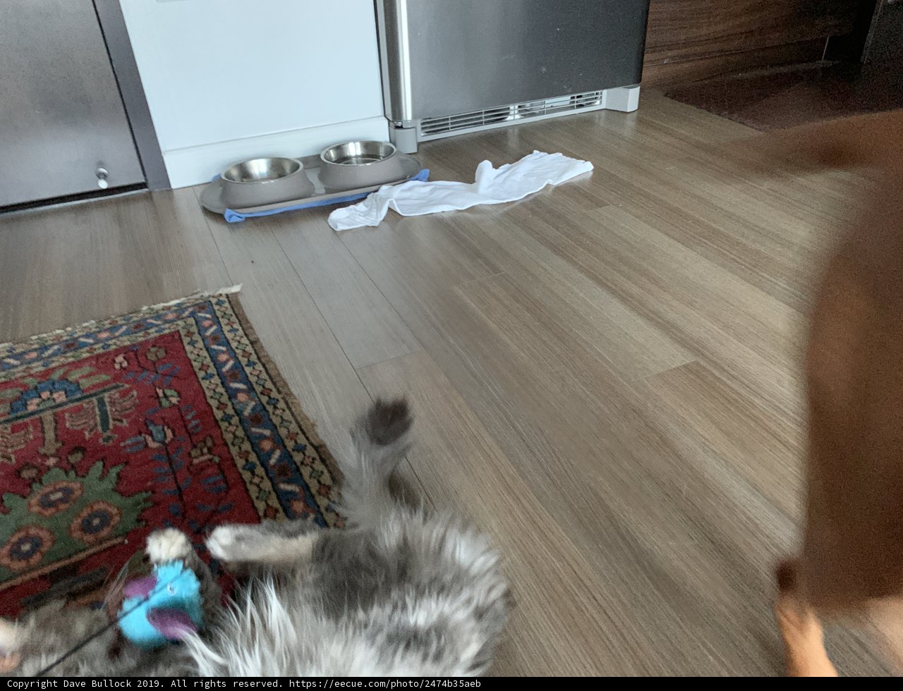 Playtime on the Hardwood Floor