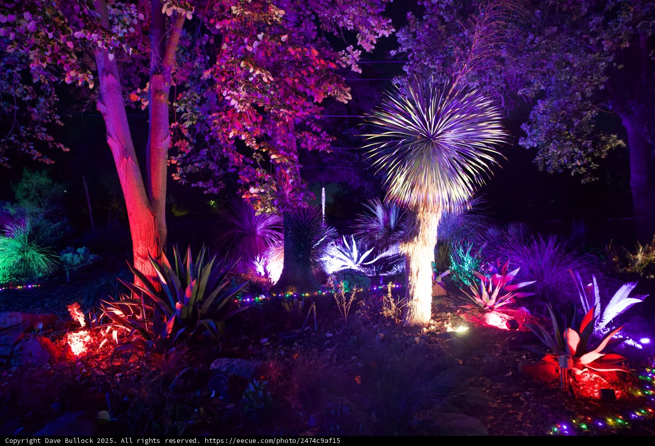 Enchanted Nightscape