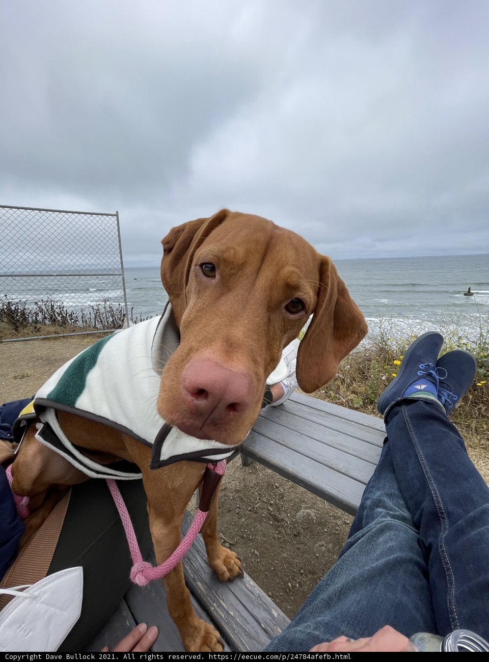 Coastal Companion