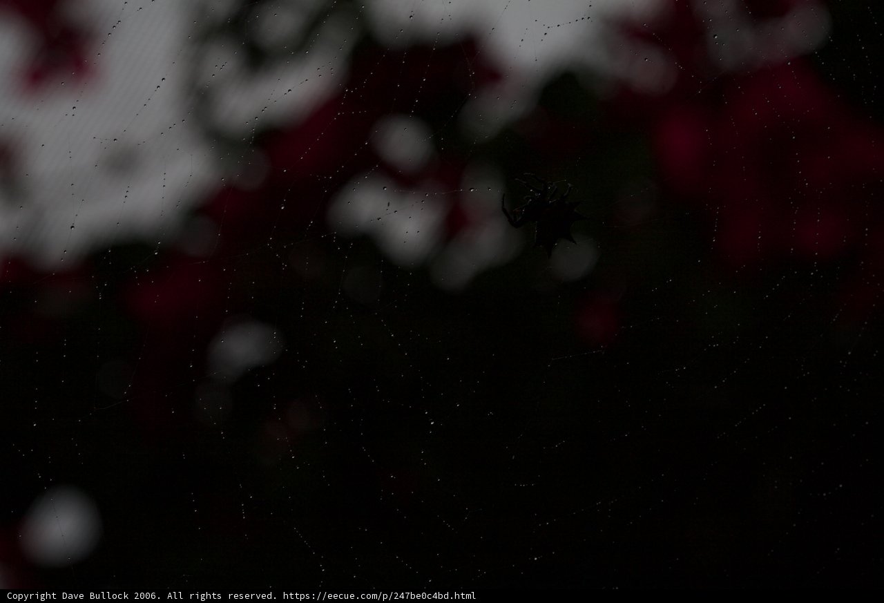 Night's Web among Red Blooms