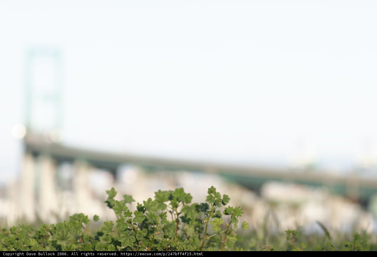 Greenery by the Bridge