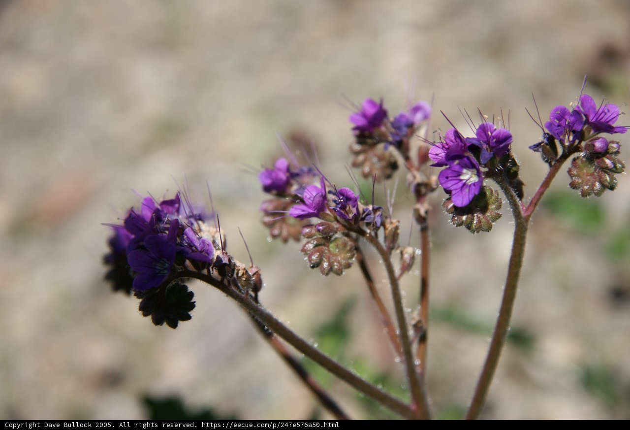 Purple Field Blooms
