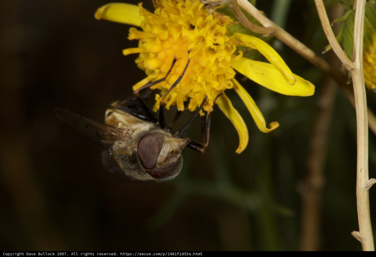 A Pollen-Loving Visitor