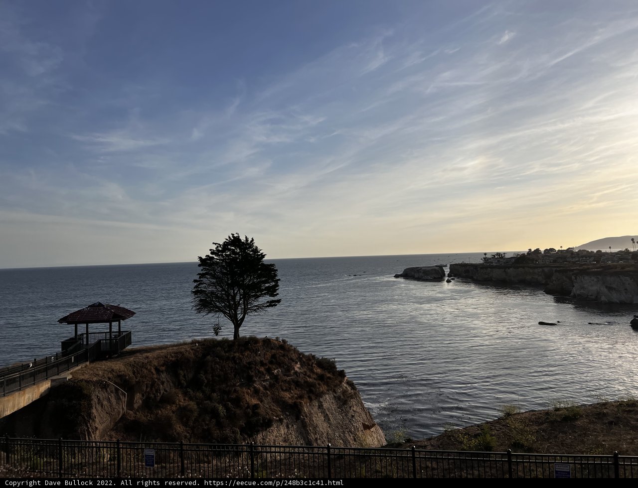 Tree Overlooking the Ocean