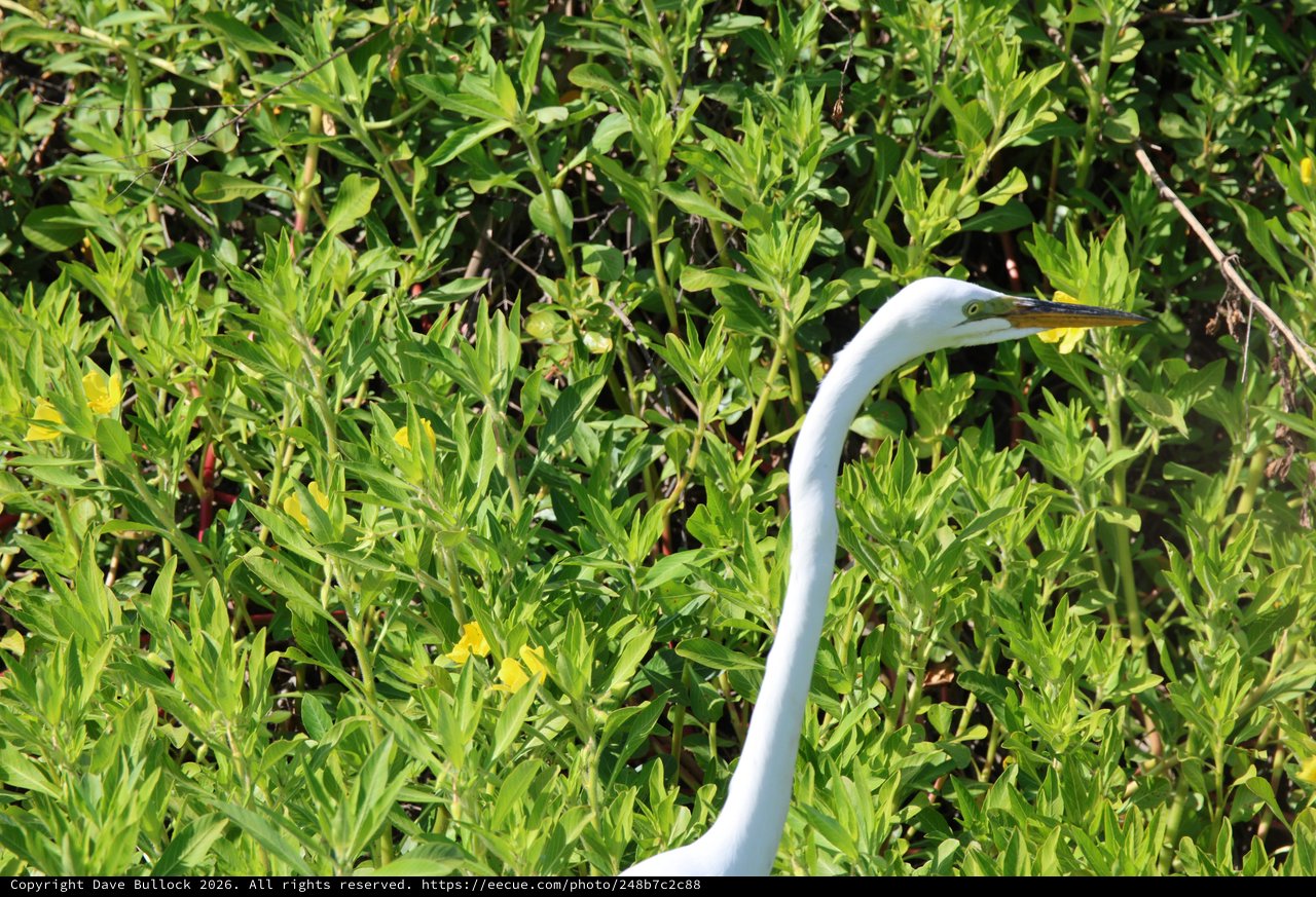 Great Egret Hunting in Wetland Vegetation