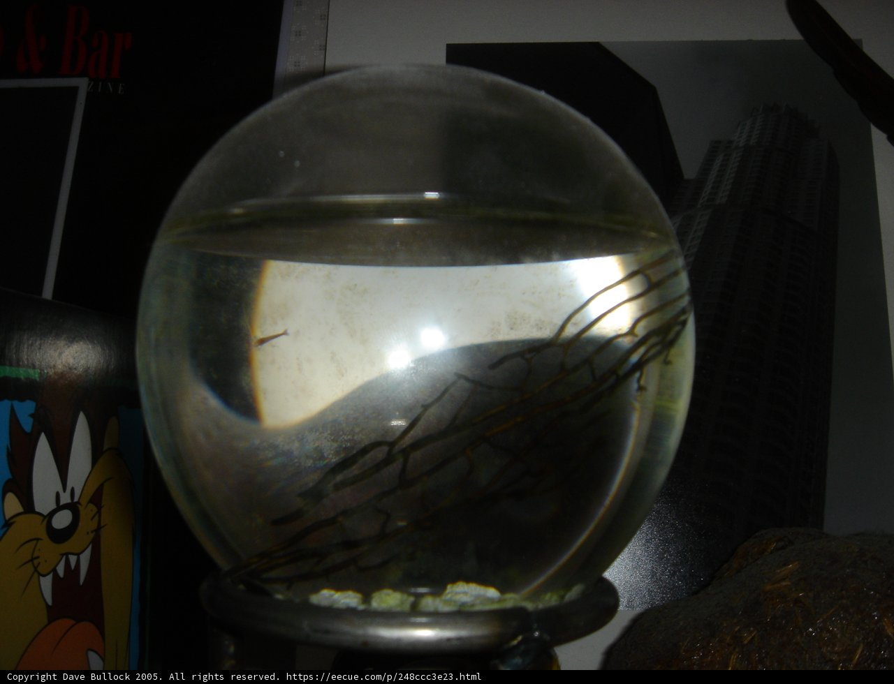 Captive Cosmos