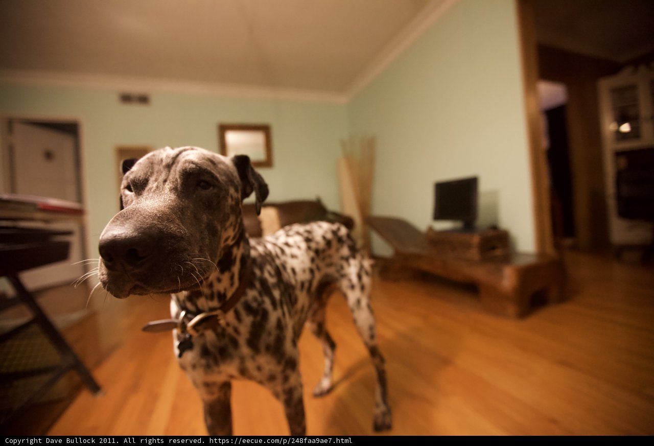 A Dalmatian in Hardwood Flooring Room