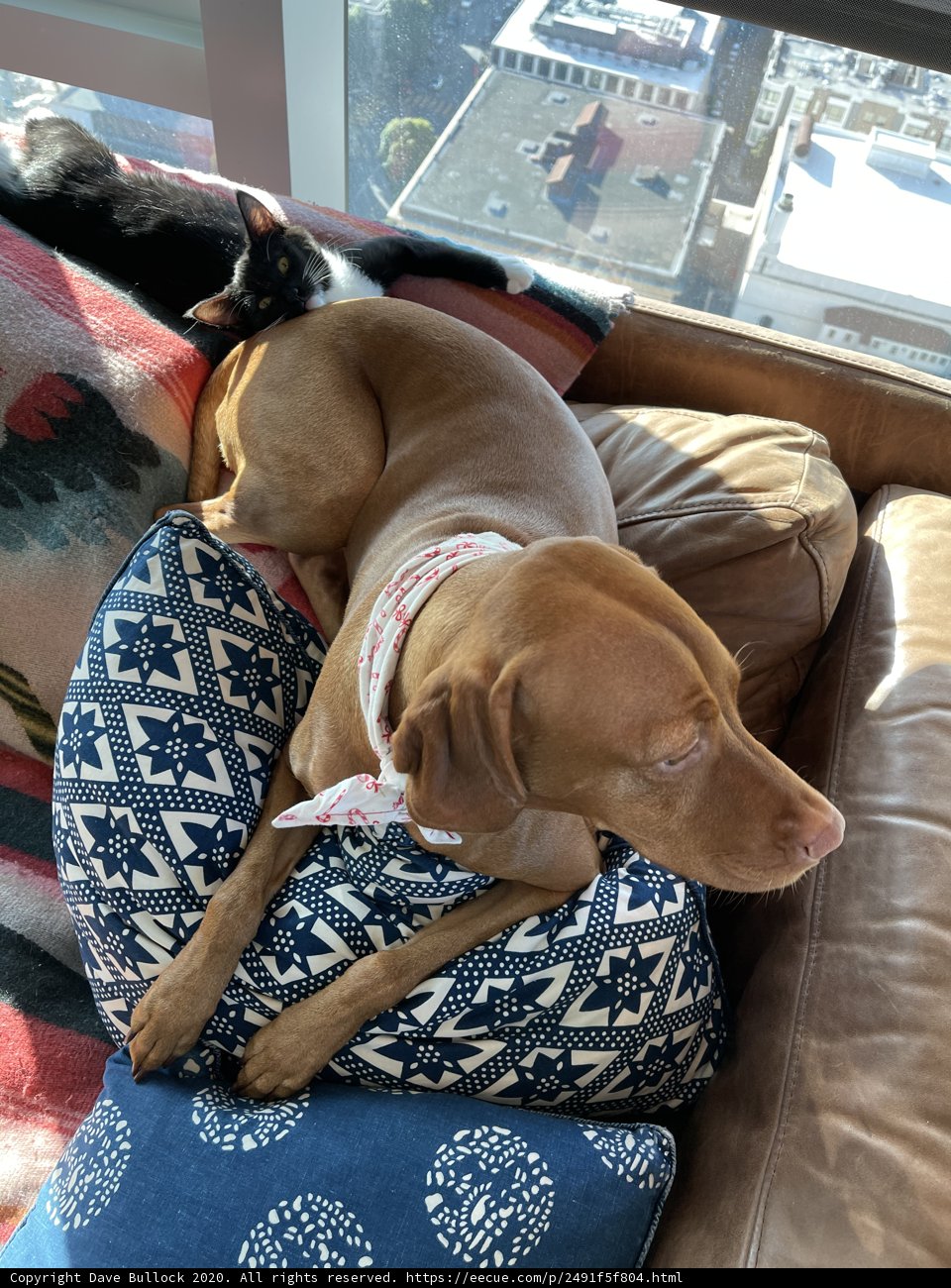 A Cozy Animal Duo