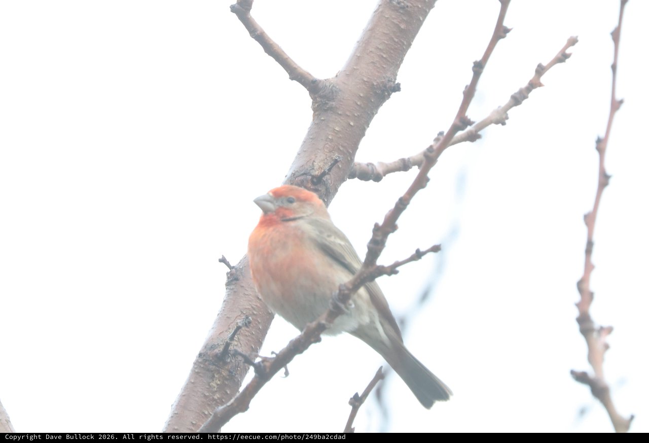 House Finch Perched on Winter Branch