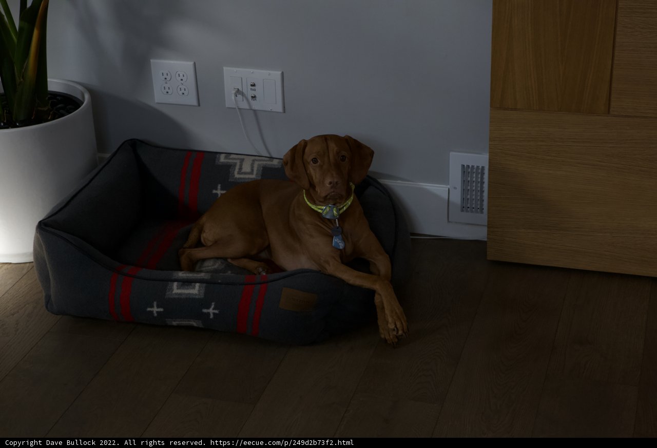 Restful Ridgeback in a Vizsla's Domain