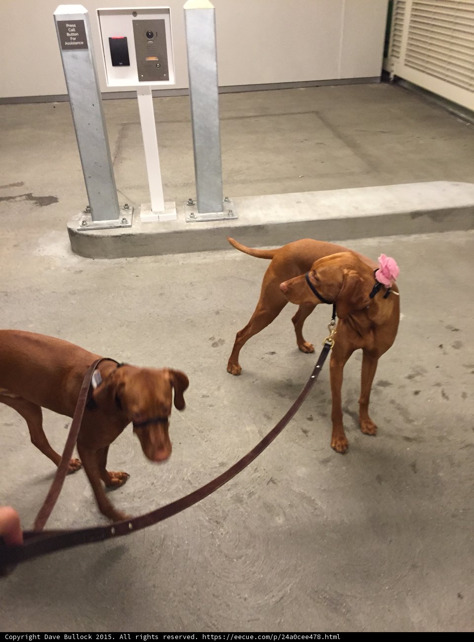 Walking the Vizslas