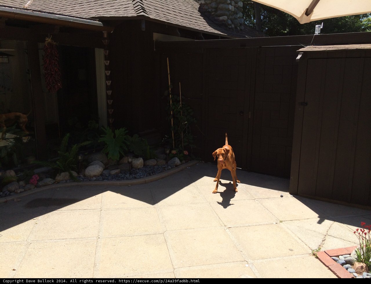 A Canine's Stroll on the Flagstone Walkway