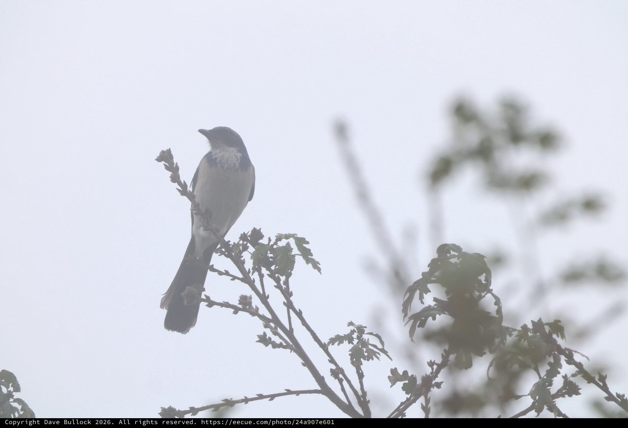 Scrub Jay Perched on Oak Branch in Overcast Light