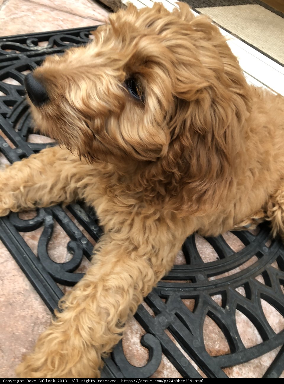Resting Pup