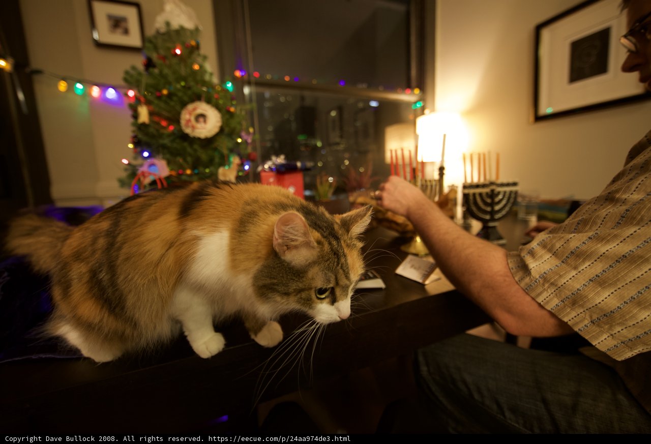 Festive Feline