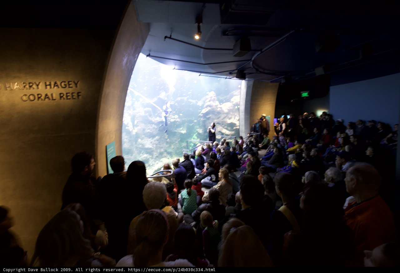Aquarium Enthusiasts