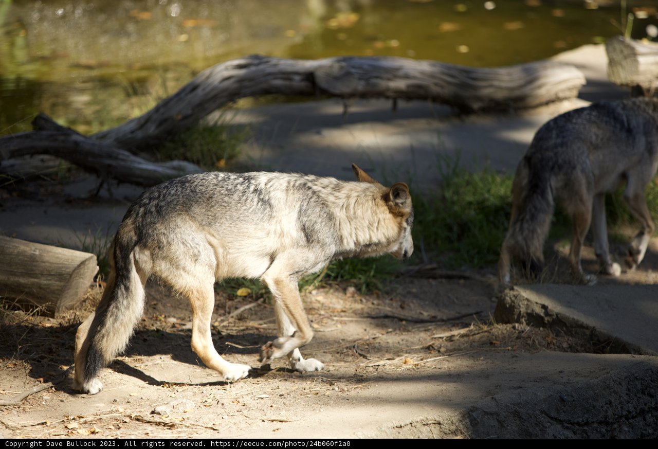 Majestic Canines at SF Zoo