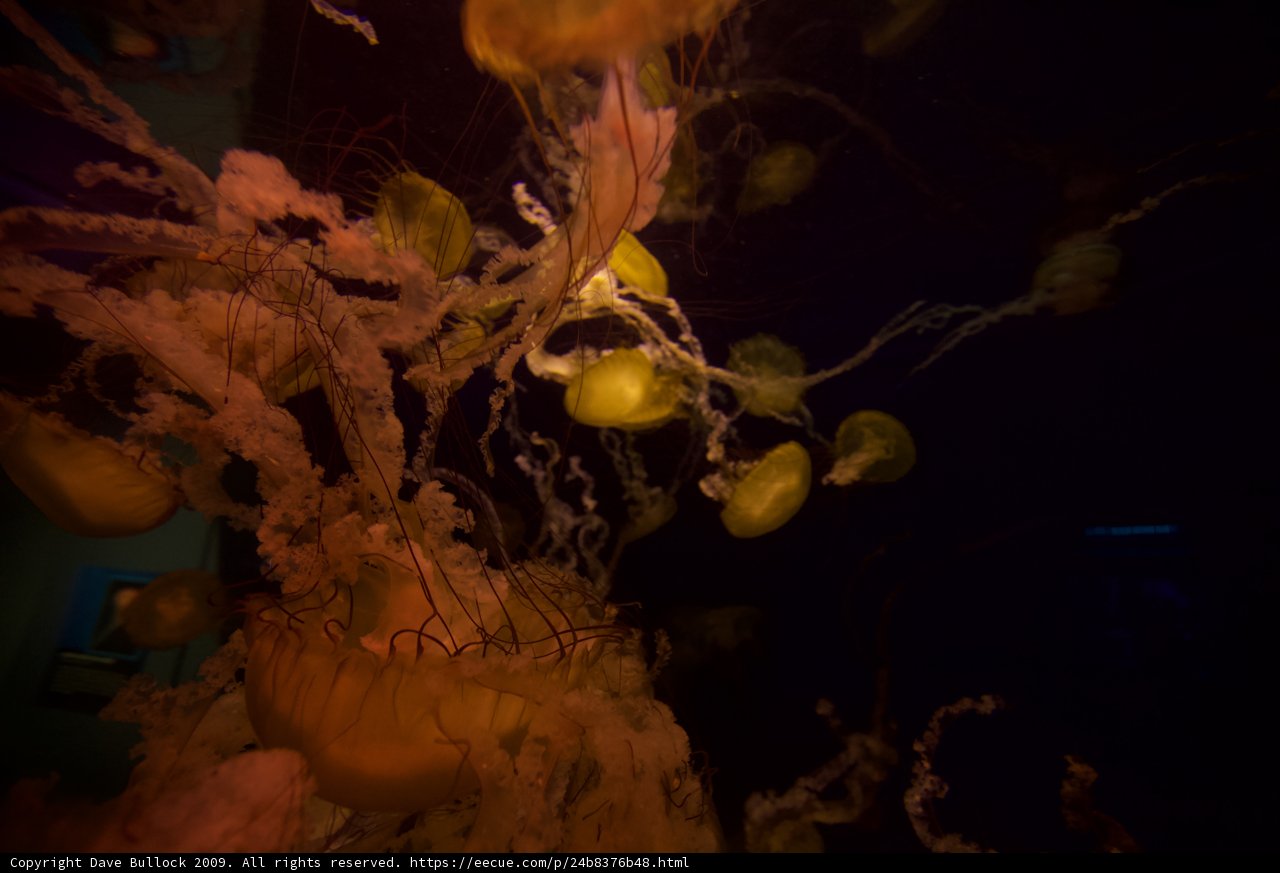 Mesmerizing Jellyfish at the San Diego Zoo Aquarium