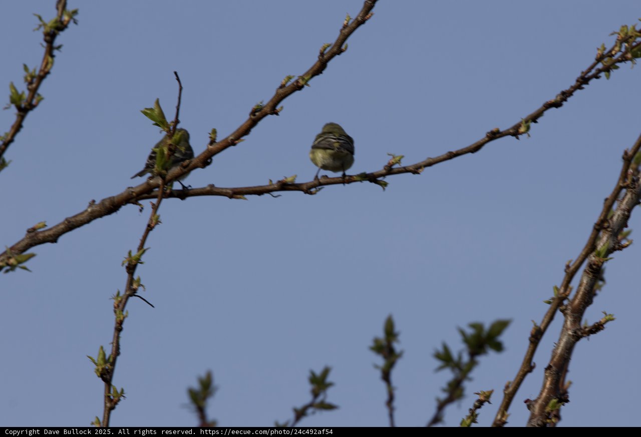 Springtime Perch