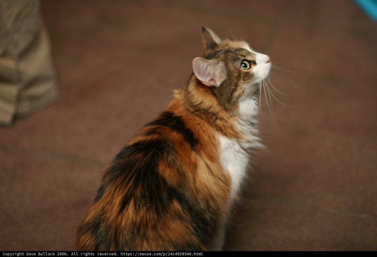 Calico Manx Cat Admiring Hardwood Floor