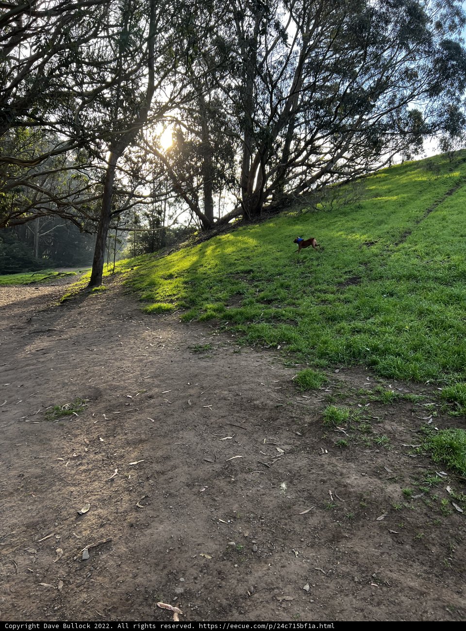 Frisbee Fun on the Hill