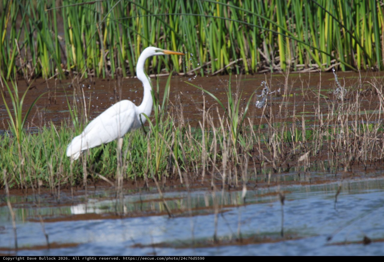 Great Egret Hunting in Wetland Marsh Grasses