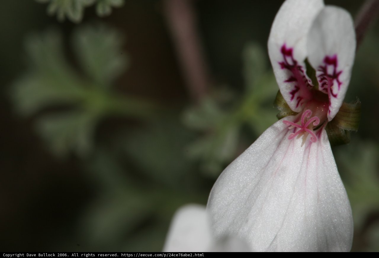 Geranium Flower with Red Center