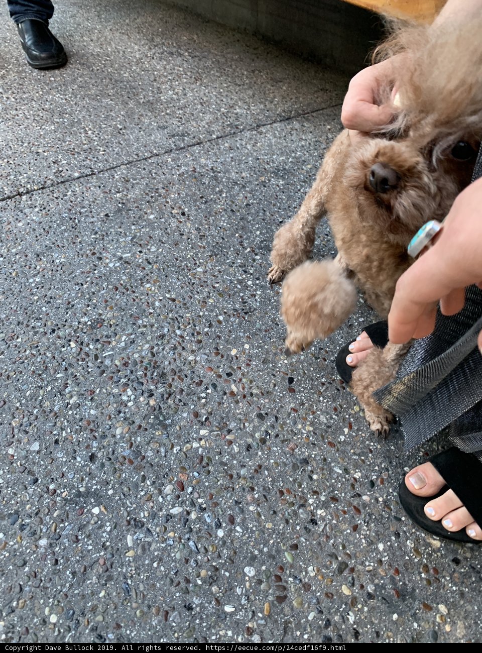 Cute Poodle Puppy in Sandals