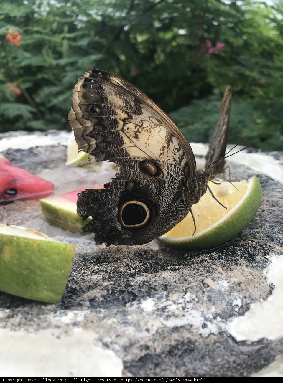 Butterfly Snacking on Watermelon