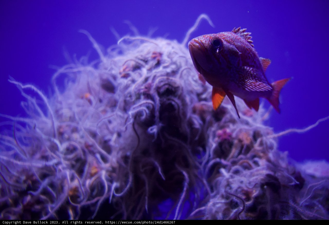 Vibrant Visitor of Monterey Bay Aquarium