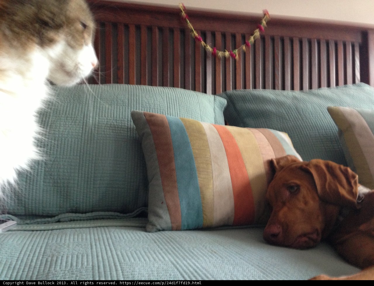 Furry Companions on a Cozy Bed
