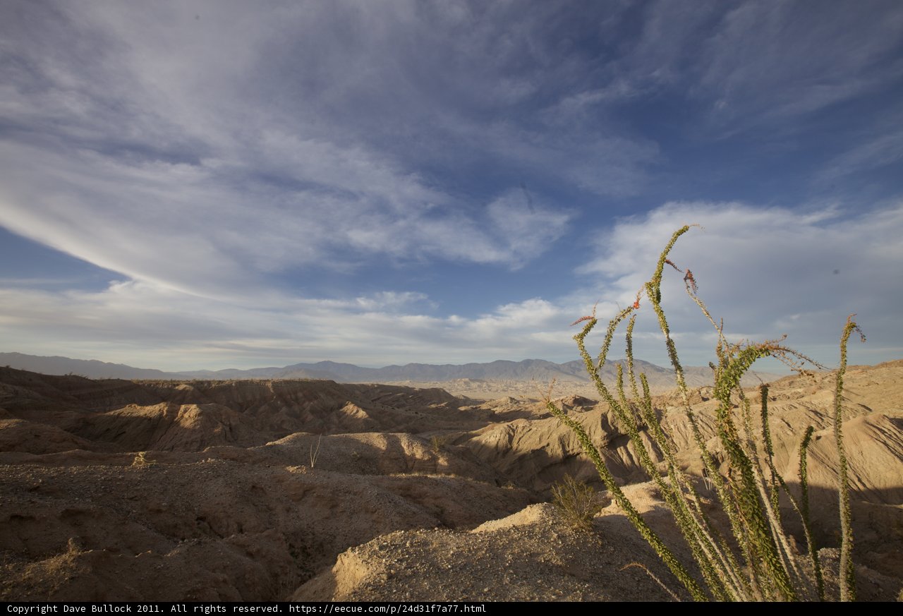 Desert Oasis