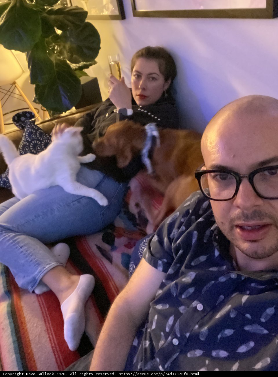 Cozy living room with furry friends