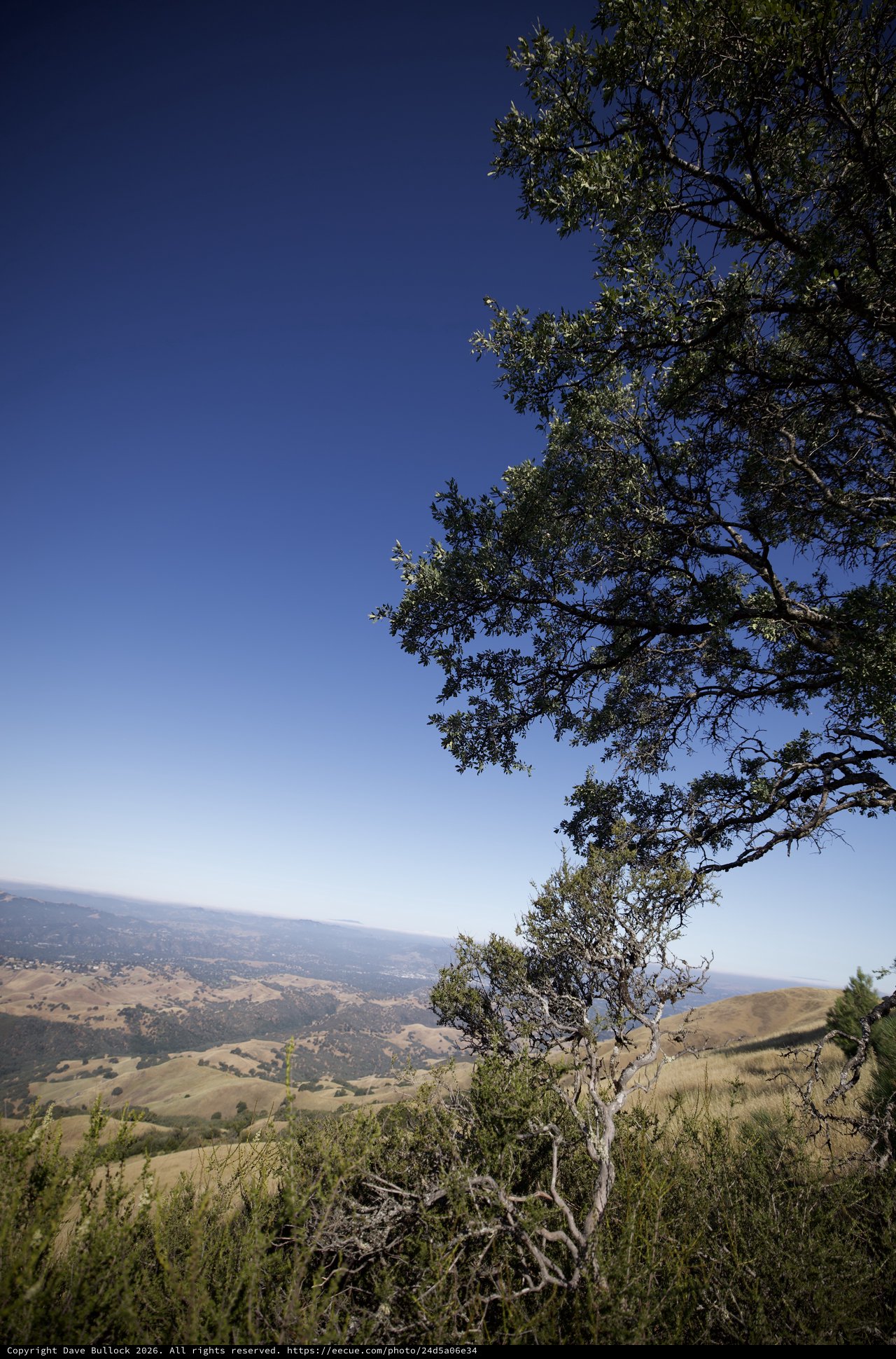 Oak Tree Vista Over Golden California Valleys