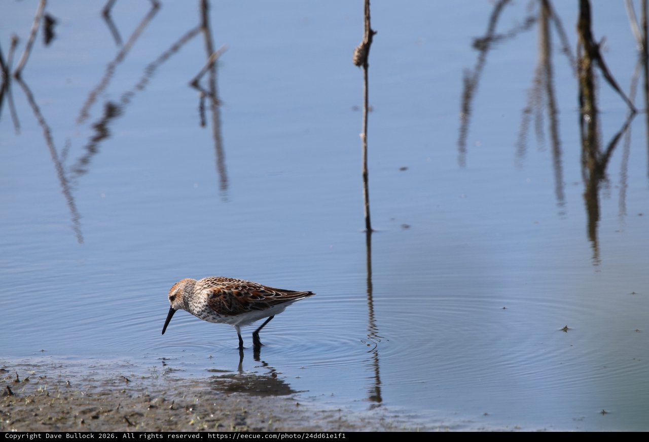 Little Stint Foraging in Shallow Wetland Waters